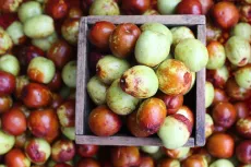 Jujube - photo miniature 2