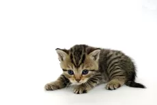 Les Chats