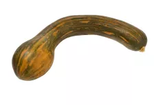 Bio : Courge de Nice - photo miniature 1