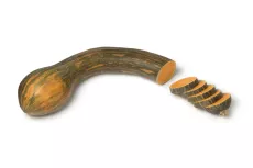 Courge Musquée Longue de Nice - photo miniature 1