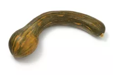 Courge Musquée Longue de Nice - photo miniature 2