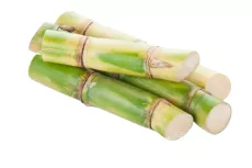 Canne à Sucre
