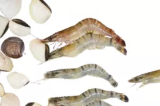 Les Autres Produits de la Mer