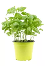Basilic en Pot