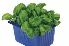 Basil Cress