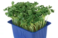 Daikon Cress