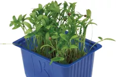 Ghoa Cress