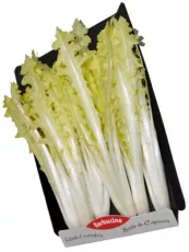 Endive Barbucine