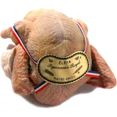 Pigeonneau Royal