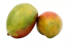 Mangue