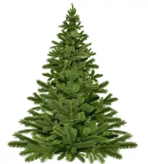 Sapin Noël Nordmann Naturel