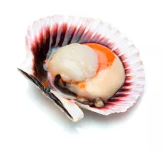 Coquille Saint-Jacques