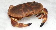 Tourteau Vivant (Crabe)