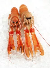 Langoustine Crue - photo miniature 3