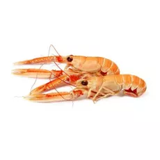 Langoustine