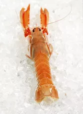 Langoustine Crue - photo miniature 2