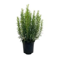 Romarin en Pot
