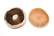 Champignon Portobello