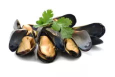 Moule Bouchot de St Brieuc