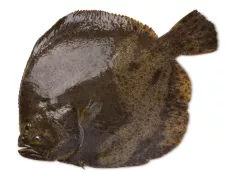 Turbot - photo miniature 2