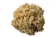 Champignon Sparassis Crépu