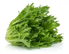 Frisée Fine