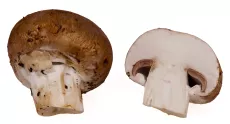 Bio : Champignon de Paris