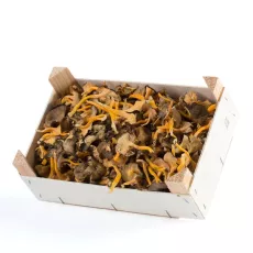 Bio : Chanterelle Jaune - photo miniature 2