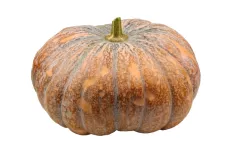 Courge Musquée - photo miniature 2