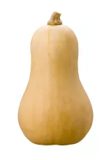 Bio : Butternut - photo miniature 2