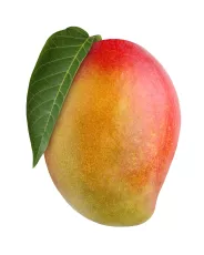 Bio : Mangue