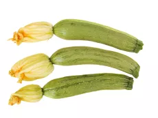 Courgette avec Fleur