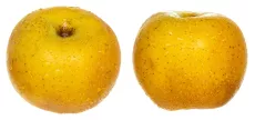 Pomme Chanteclerc - photo miniature 2