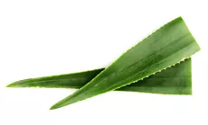 Bio : Aloe Vera