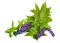 Verveine Fraîche en Botte