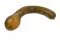 Bio : Courge de Nice