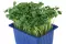 Daikon Cress