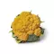 Chou Fleur Orange