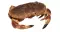 Tourteau Vivant (Crabe)