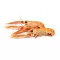 Langoustine Crue