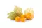 Physalis