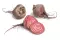 Bio: Betterave Chioggia