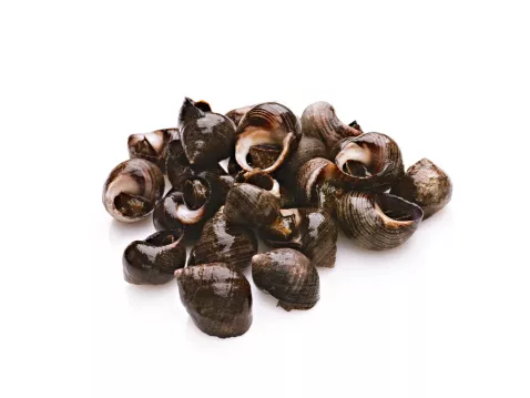 Escargots du Mont Blanc - photo1