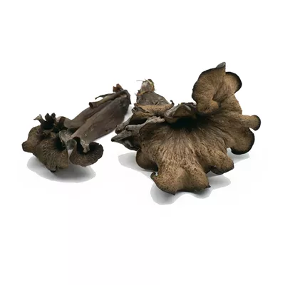 Trompette de la Mort - photo1