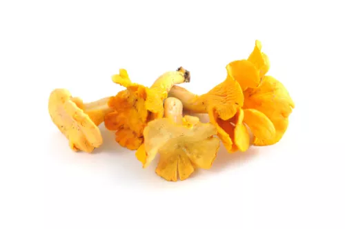 Girolle - photo1