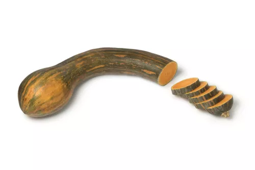Courge Musquée Longue de Nice - photo1
