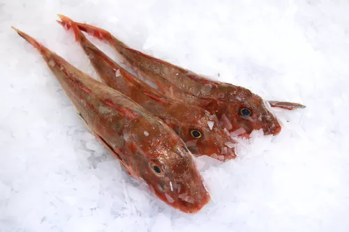 Poisson Tombe (Grondin Perlon) - photo1