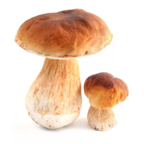 Bio : Cèpes - photo1