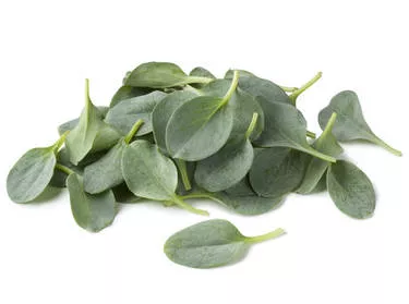 Huître Végétale (Oyster Leaves) - photo1