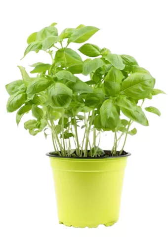 Basilic en Pot - photo1